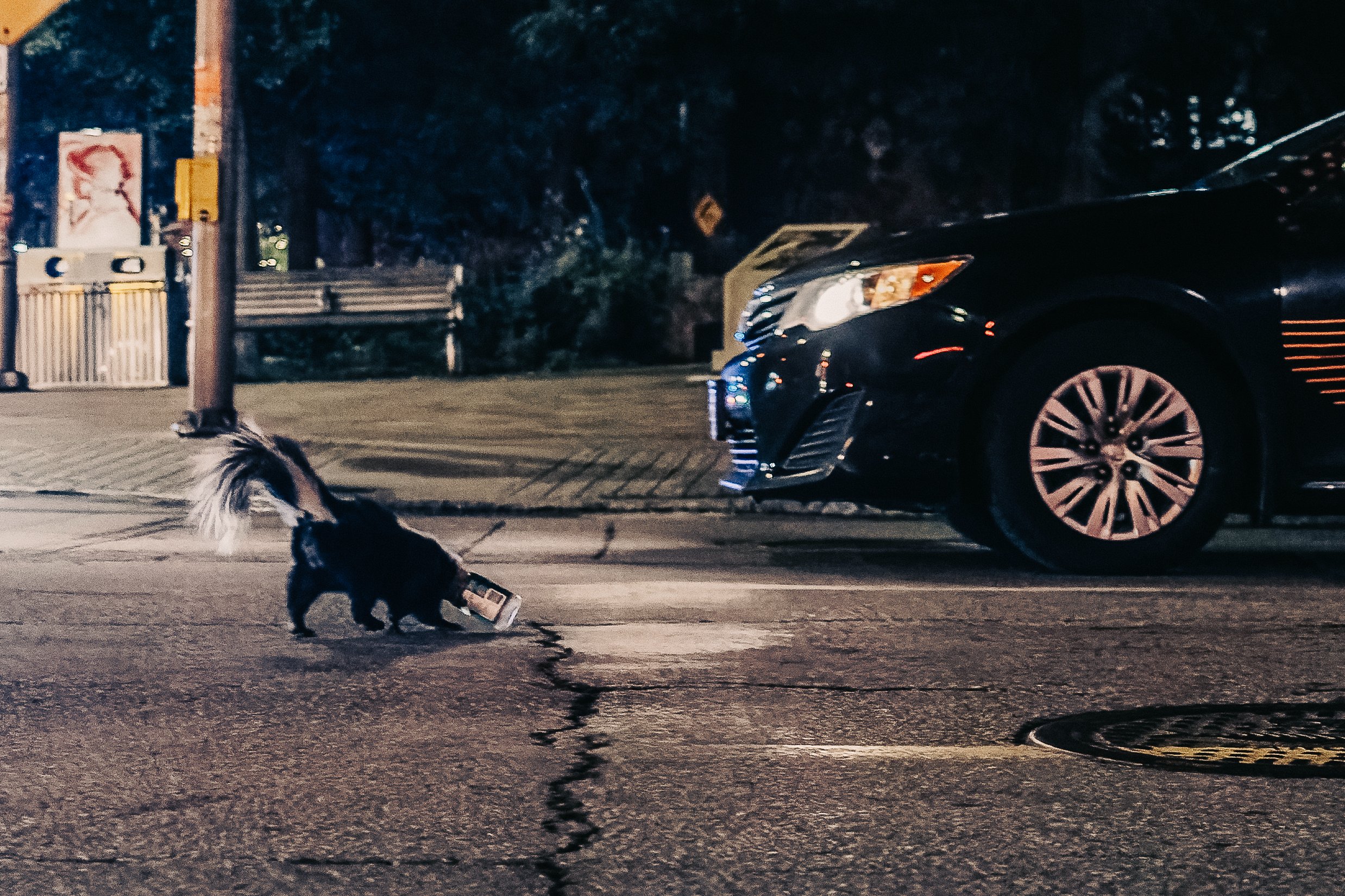 Skunk Gets Head Stuck in Peanut Butter Jar / Know Your News